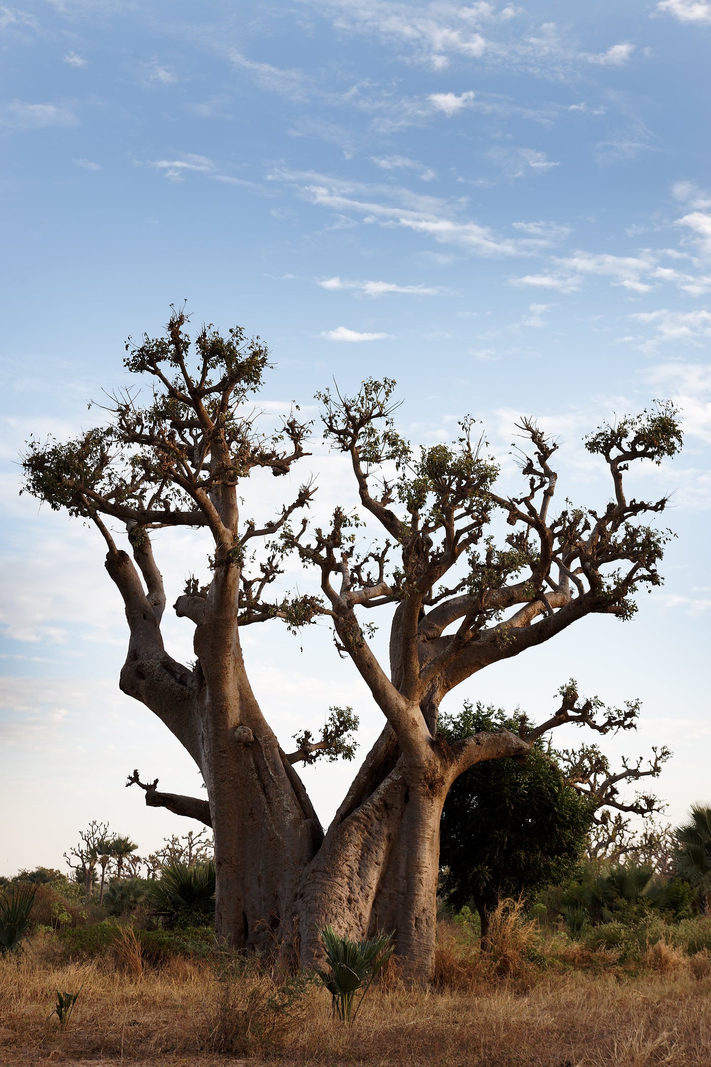 Baobab: The Nutritional Profile of Africa's Most Recognisable Tree